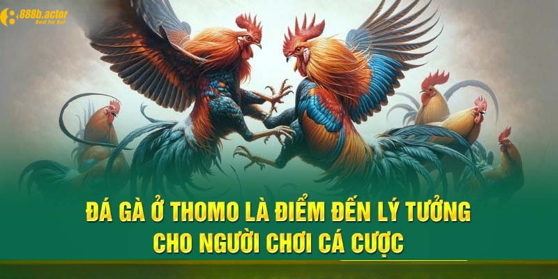 Giới thiệu về loại hình cá cược đá gà Thomo